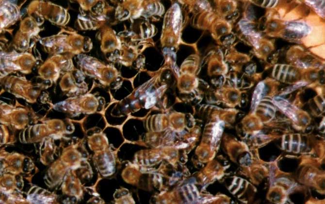 黑蜂吃什么食物(黑蜂蜂蜜适合什么人喝)