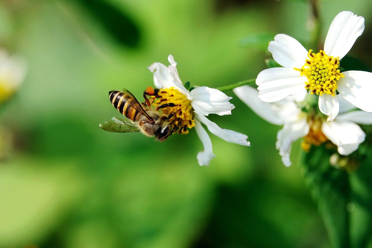 蜜蜂最怕什么味道会跑?