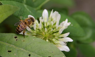 蜜蜂最怕什么味道会跑?