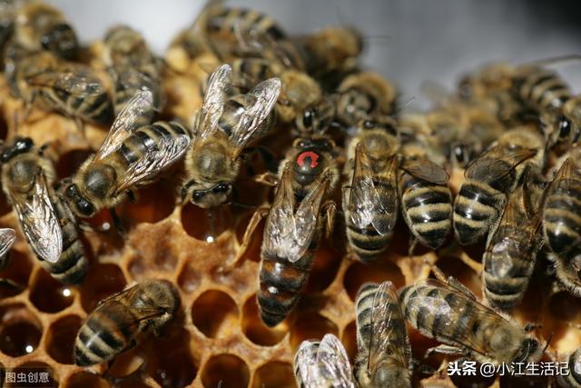 自动草稿 蜜蜂只有蜂王怎么养 – 蜜蜂只有蜂王怎么养活