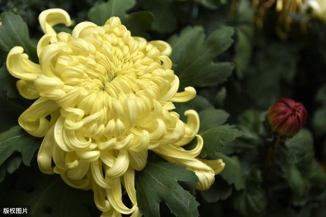 自动草稿 菊花长蜜怎么回事 – 菊花有蜜吗