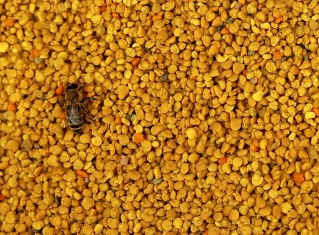 自动草稿 变质花粉怎么办 – 花粉怎么处理