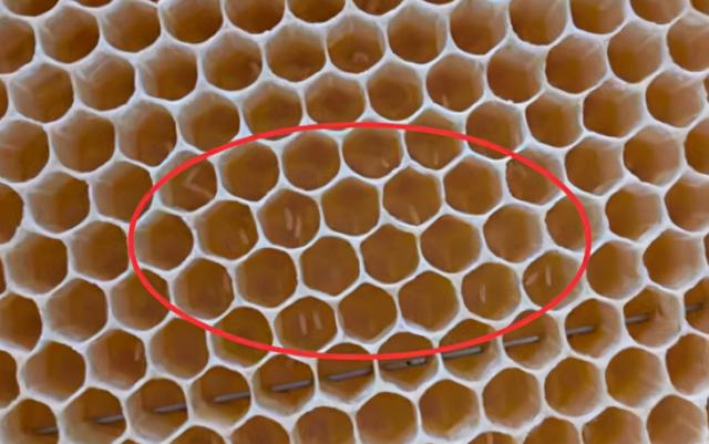 自动草稿 中蜂工蜂产卵该怎么办 – 中蜂工蜂产卵怎么处理