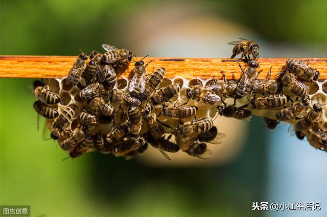 自动草稿 蜜蜂只有蜂王怎么养 – 蜜蜂只有蜂王怎么养活