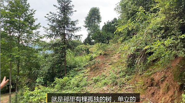 自动草稿 诱蜂箱在山上怎么放 – 诱蜂箱在山上怎么放置