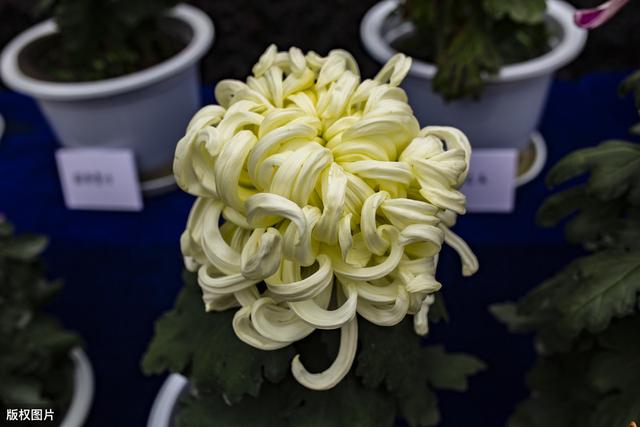 自动草稿 菊花长蜜怎么回事 – 菊花有蜜吗