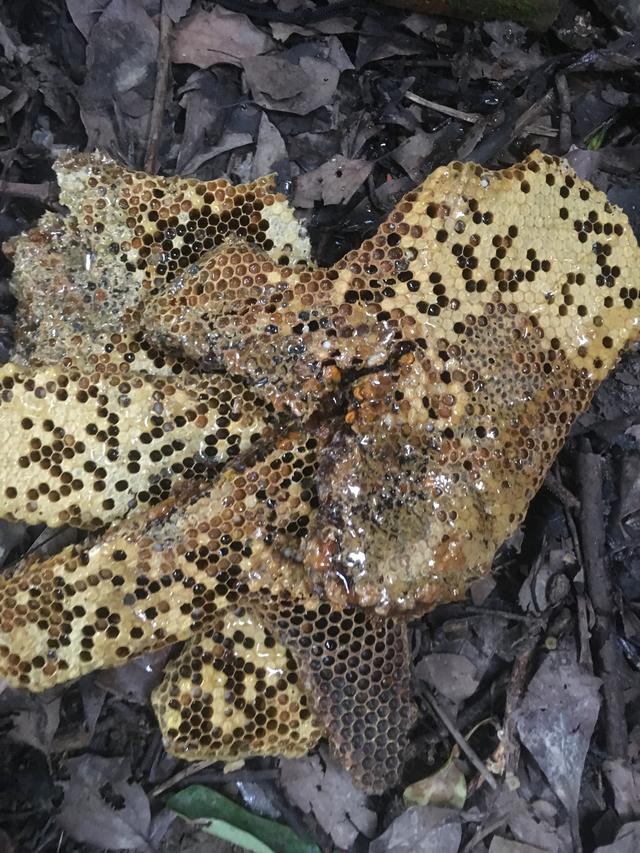 自动草稿 蜂脾怎么吃 – 蜂脾可以吃吗