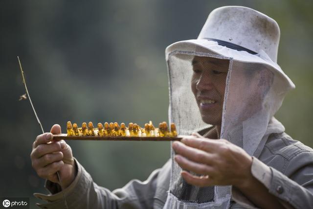 自动草稿 蜂皇浆怎么做 – 蜂皇浆怎么做面膜