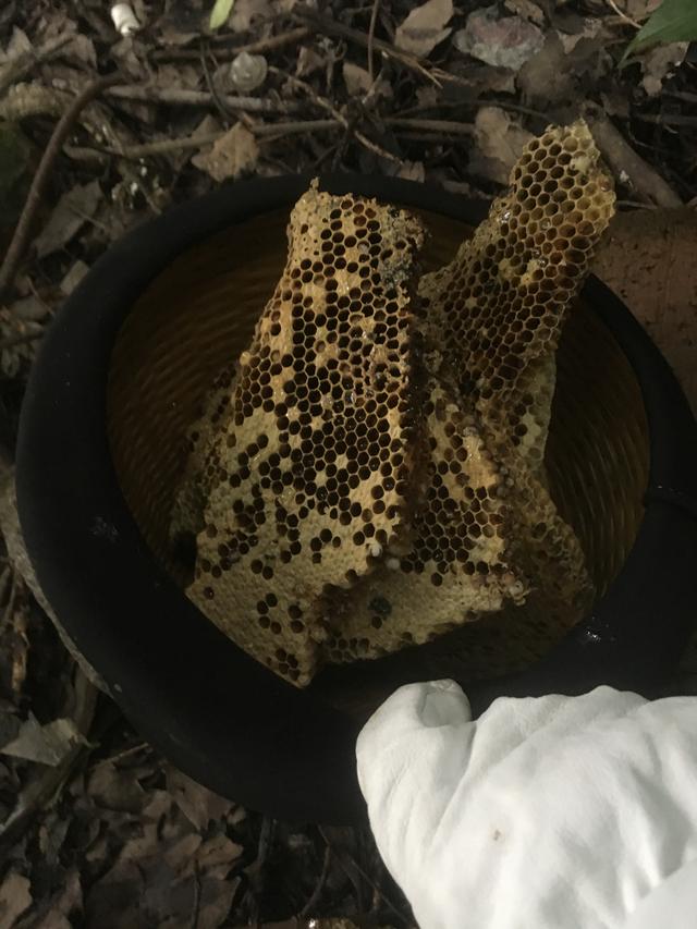 自动草稿 蜂脾怎么吃 – 蜂脾可以吃吗