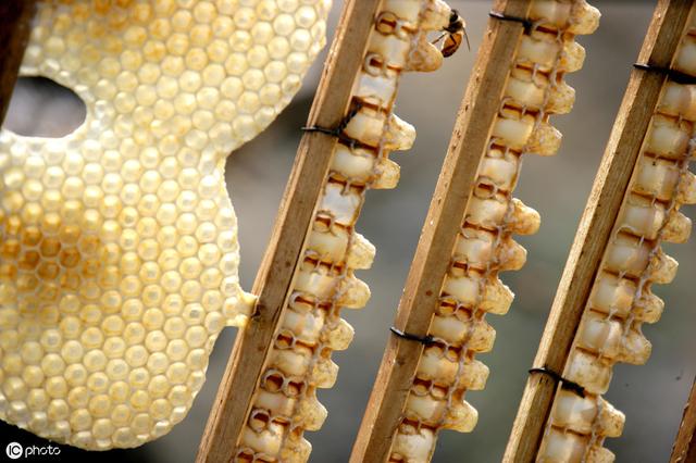 自动草稿 蜂皇浆怎么做 – 蜂皇浆怎么做面膜