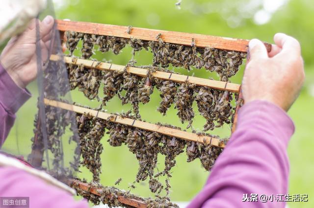 自动草稿 蜜蜂只有蜂王怎么养 – 蜜蜂只有蜂王怎么养活