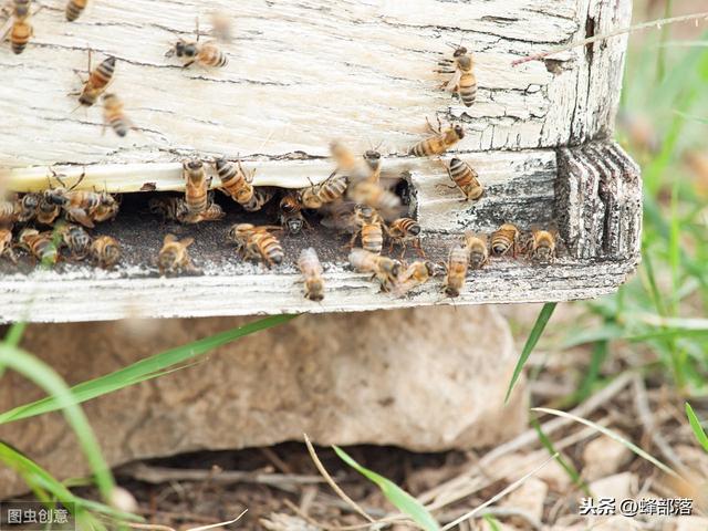 自动草稿 诱蜂箱来了盗蜂怎么办 – 诱蜂箱来了盗蜂怎么办