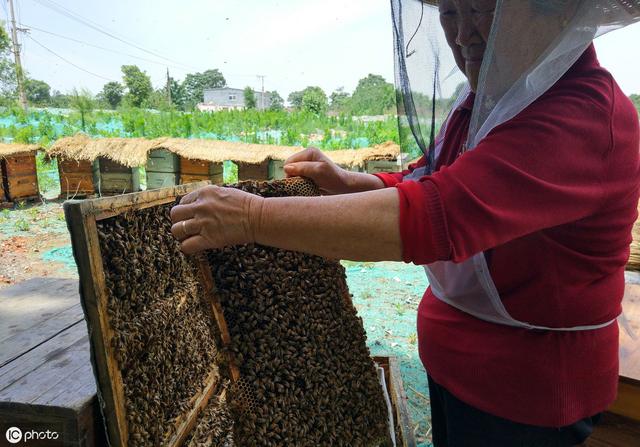 自动草稿 蜂皇浆怎么做 – 蜂皇浆怎么做面膜