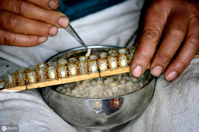 自动草稿 蜂皇浆怎么做 – 蜂皇浆怎么做面膜