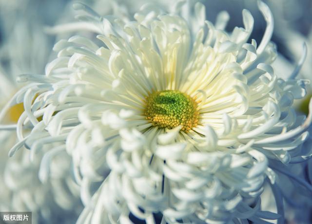 自动草稿 菊花长蜜怎么回事 – 菊花有蜜吗