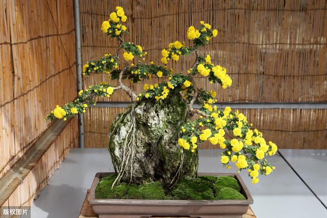 自动草稿 菊花长蜜怎么回事 – 菊花有蜜吗