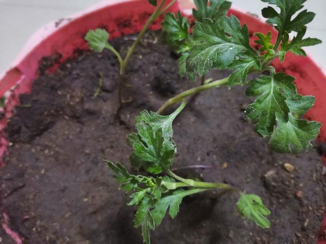 自动草稿 菊花长蜜怎么回事 – 菊花有蜜吗