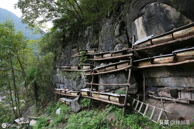 自动草稿 巢蜜怎么析出蜂蜜 – 蜂巢蜜怎么处理成蜂蜜