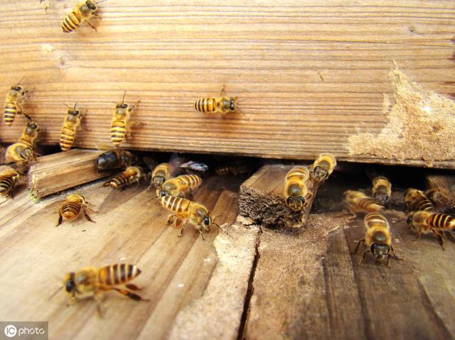 自动草稿 蜂皇浆怎么做 – 蜂皇浆怎么做面膜