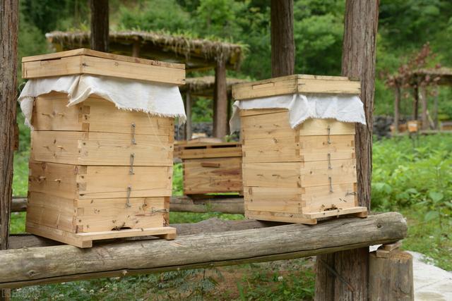 自动草稿 中蜂工蜂产卵该怎么办 – 中蜂工蜂产卵怎么处理