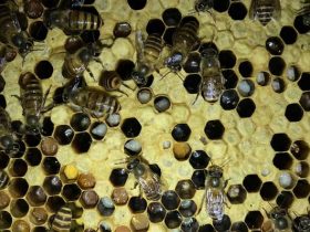 蜂蜜里面氯霉素是怎么回事 – 蜂蜜中为什么有氯霉素