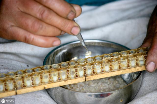 自动草稿 蜂皇浆怎么做 – 蜂皇浆怎么做面膜