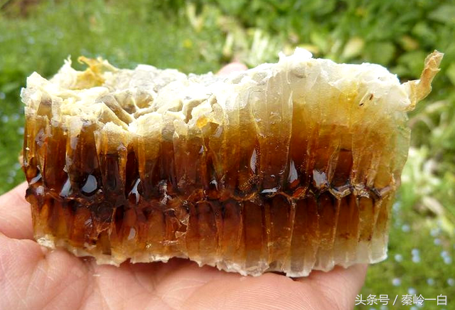 自动草稿 蜂蜜怎么有点酸 – 蜂蜜怎么有点酸酸的