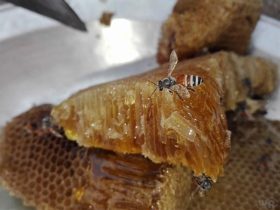 蜂巢蜂蜜怎么吃 – 蜂巢蜂蜜怎么吃啊