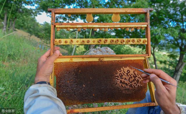 自动草稿 蜂皇浆怎么做 – 蜂皇浆怎么做面膜