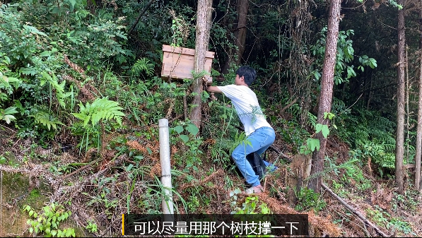 自动草稿 诱蜂箱在山上怎么放 – 诱蜂箱在山上怎么放置