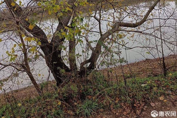 我国十大蜜源植物盘点