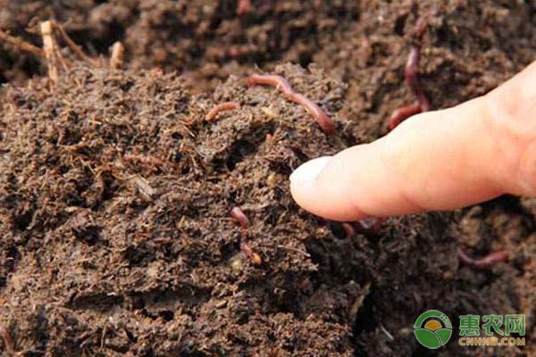 蜂蜜虽好 但3种人群视为“毒药”