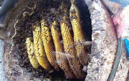 蜂蜜浓缩机工作原理及参考价格