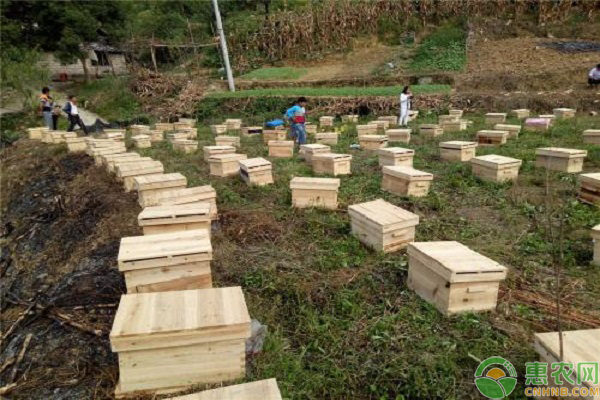 贵州适合饲养什么蜜蜂?贵州蜜蜂养殖技术介绍