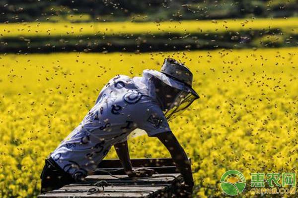 加盟养殖蜜蜂赚钱吗？附蜜蜂的养殖前景及成本收益分析