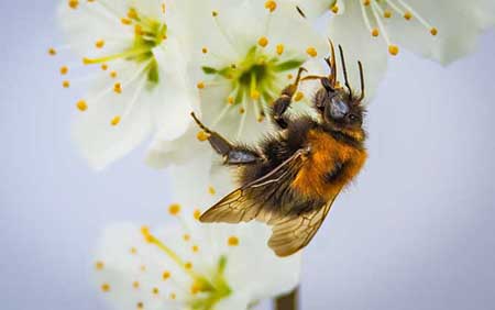 荔枝蜜和龙眼蜜的区别