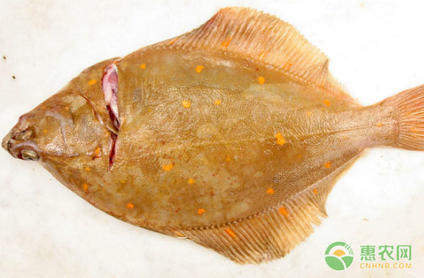 法国农业科学院专家到蜜蜂所交流访问