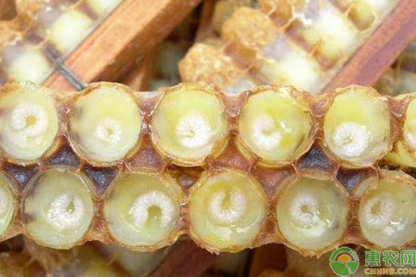 蜂王浆怎么辨别真假?和蜂蜜有什么区别?