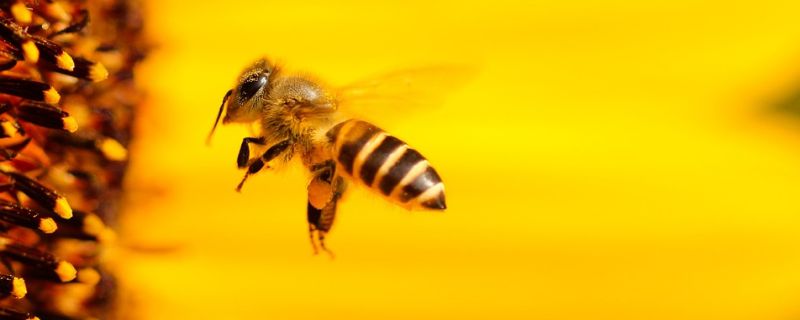 蜜蜂养殖技术
