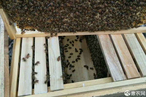 蜂箱多少钱一个？