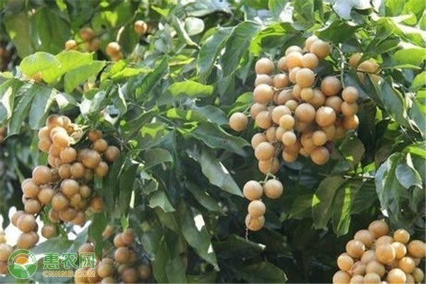 我国十大蜜源植物盘点