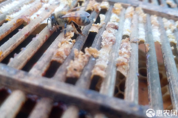 蜂胶是蜜蜂的什么产物?怎么保存?