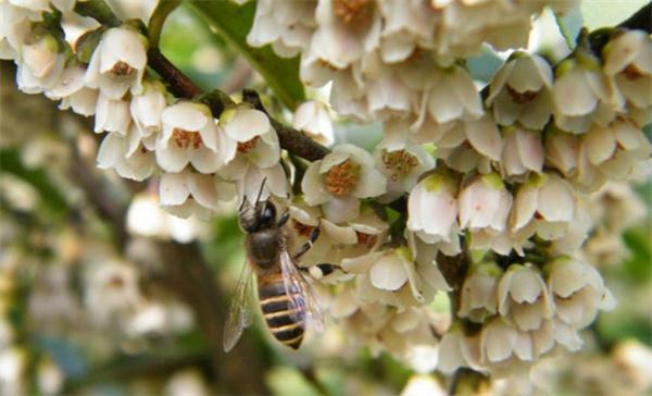野桂花蜂蜜以及野桂花蜜的作用与功效介绍