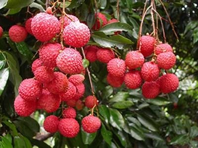 荔枝蜂蜜以及荔枝蜜的作用与功效介绍